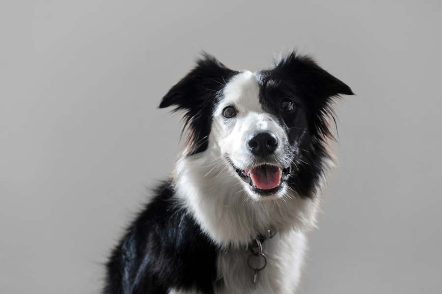 A Border Collie is a herding dog, bred to respond quickly to things, so it’s no surprise that loud noises make them anxious.