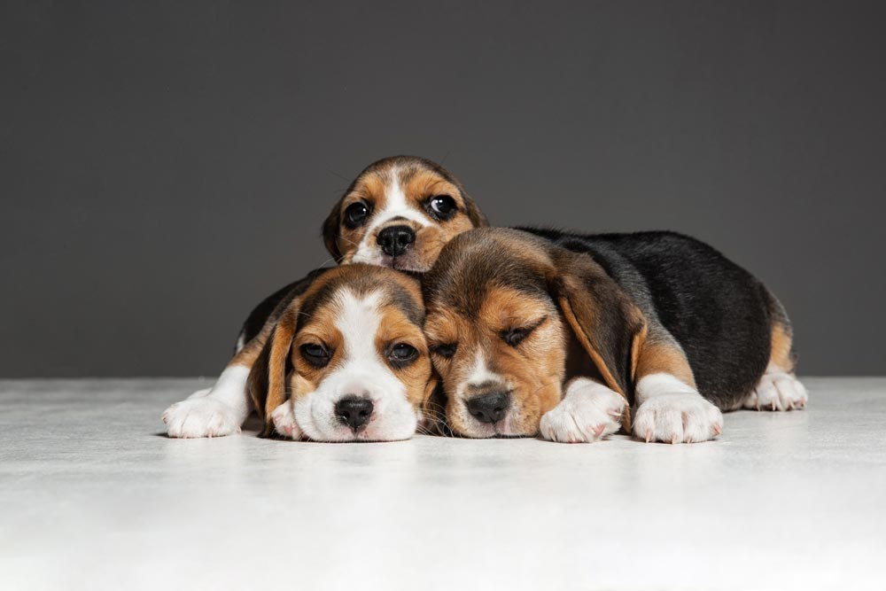 Breeds like Beagles, Spaniels, Pointers, and Coonhounds are also easily spooked by fireworks. With their top-notch hearing, perfect for hunting, they can pick up on everything—even the faintest crackle of a firework from miles away.