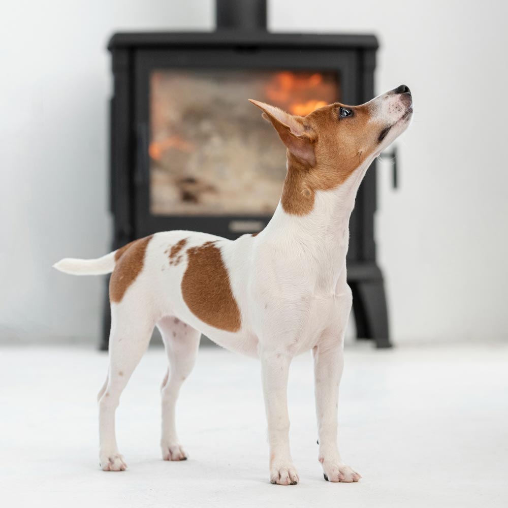 Dogs like Greyhounds, Basenjis, and Whippets are usually pretty calm during storms and aren't afraid of loud noises.
