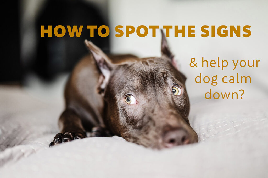 Before you can figure out how to calm a dog down, it's essential to recognize when they’re feeling anxious.