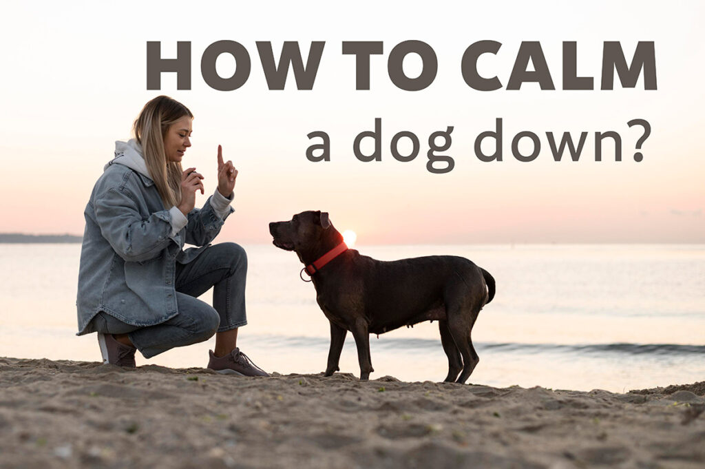 Mastering these techniques is essential for learning how to calm a dog down effectively, ensuring your dog feels secure and relaxed in various situations
