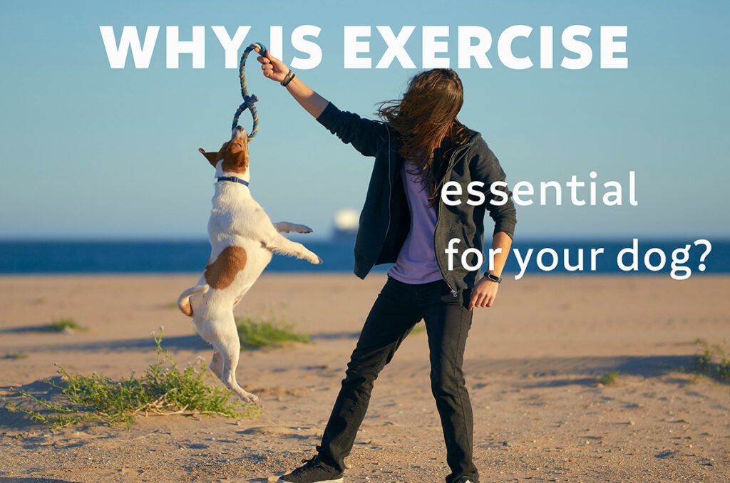 Exercise is another simple yet effective way of calming a dog. Physical activity helps release pent-up energy, reduce nervousness, and stimulate endorphin production, which naturally calms them.