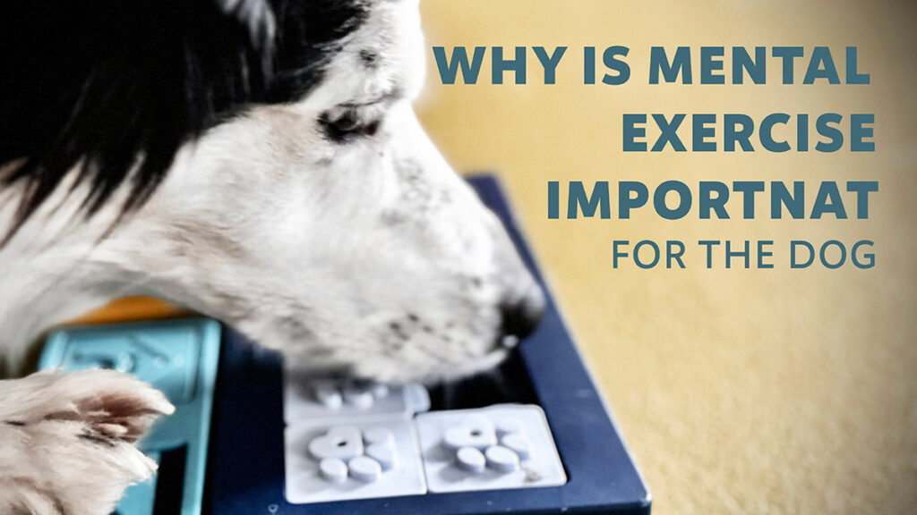 Dogs love problem-solving activities, and toys or games that challenge their minds are a fantastic way to help them relax.