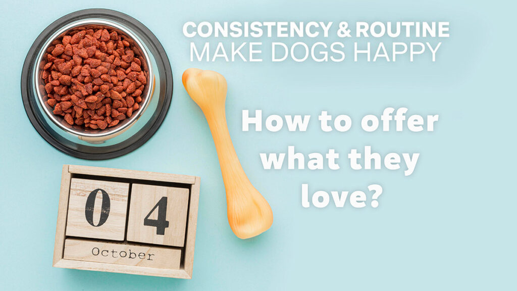 Maintaining a consistent routine is crucial for calming a dog down and preventing dog anxiety.