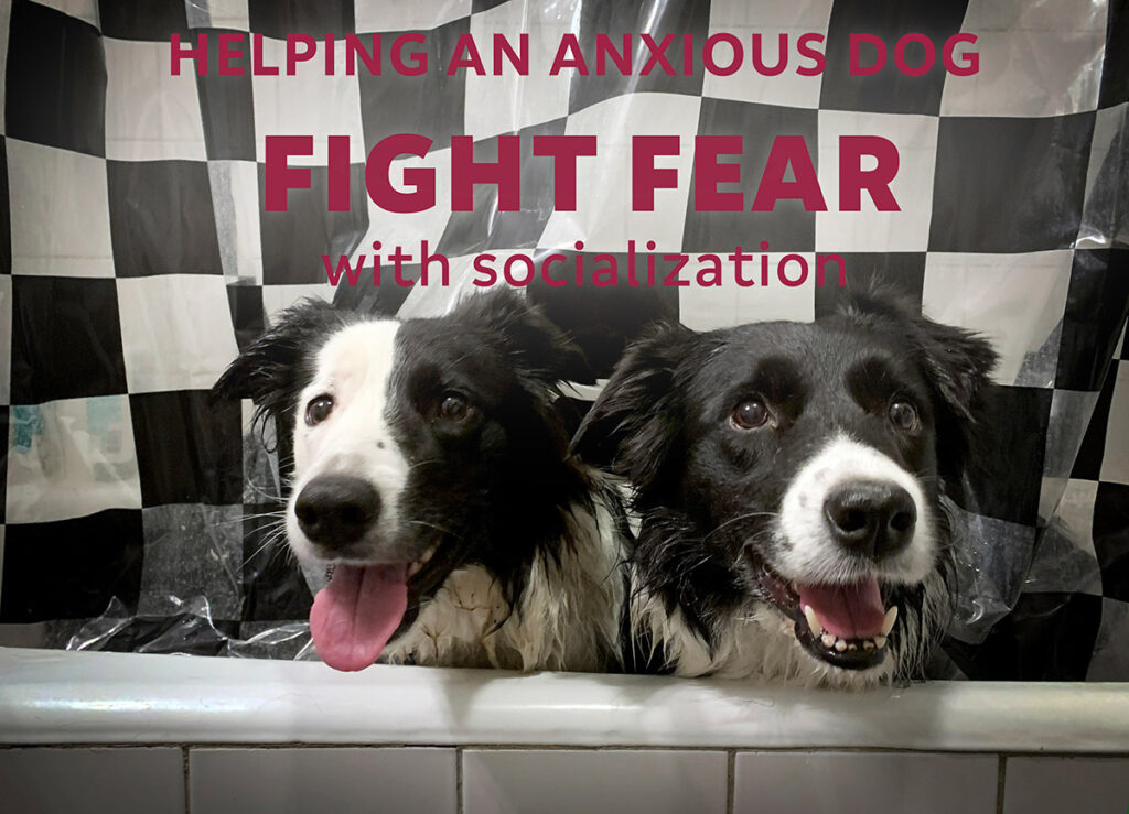 Positive socialization is one of the best ways to calm a dog down in new or intimidating environments.