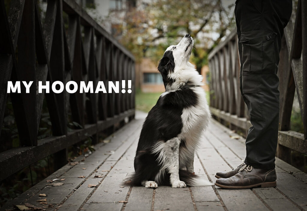 No more jumping, no more fear. It was like the game and my human’s calmness made the sound not so scary anymore.