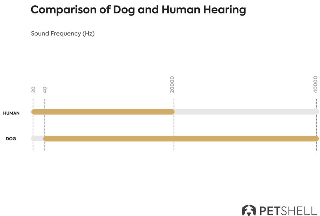 Dogs' Hearing: A Super-Sense for High Frequencies