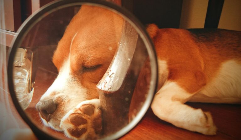 How to Calm a Dog Down: 14 Methods for Helping an Anxious Dog