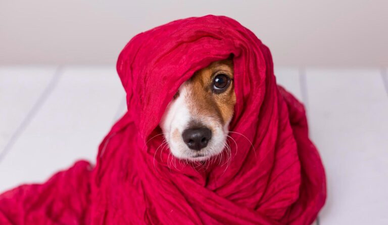 Incredible dogs’ hearing is an impressive sense, much sharper than human hearing and designed for a completely different way of perceiving the world.