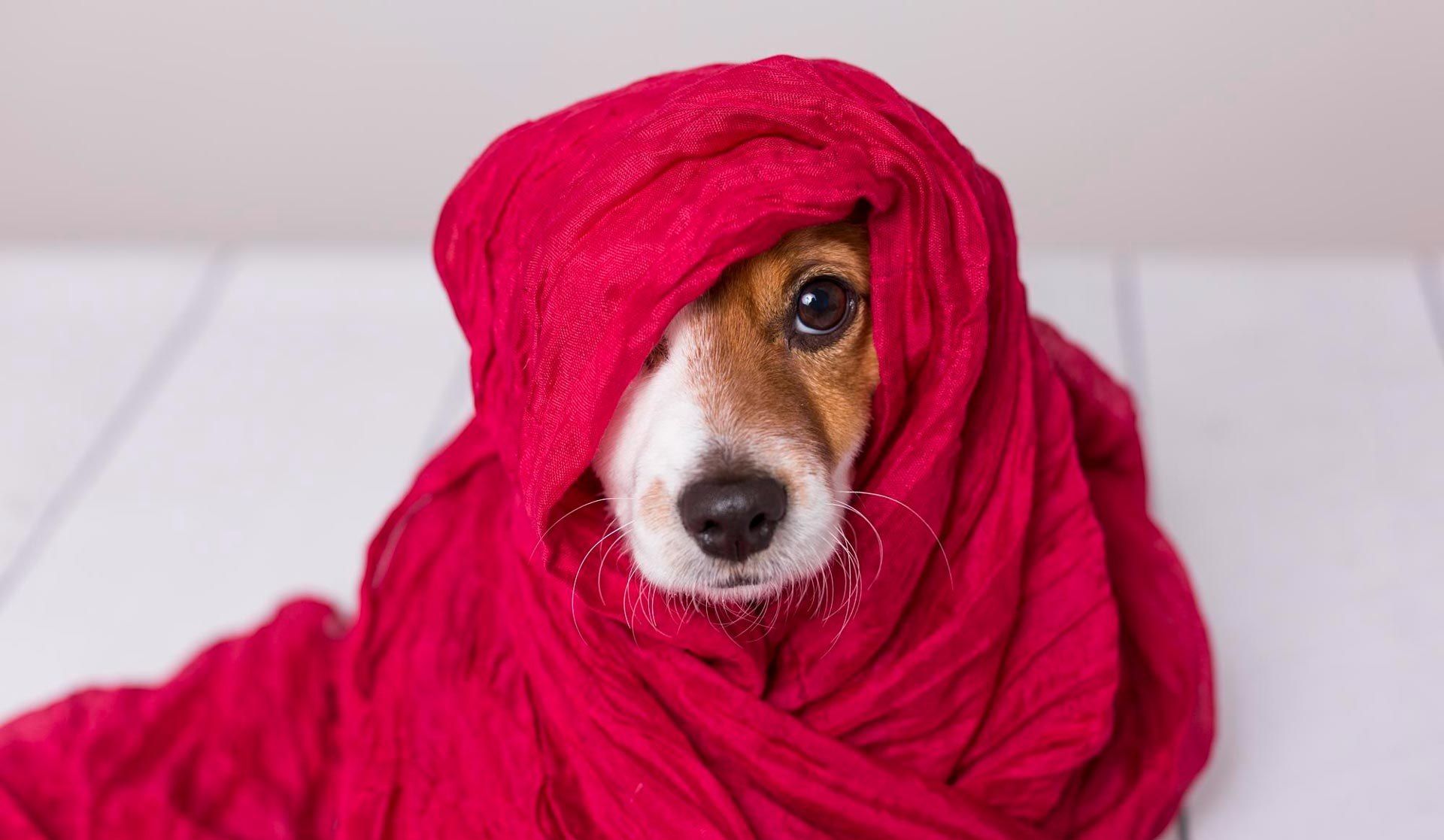 Incredible dogs’ hearing is an impressive sense, much sharper than human hearing and designed for a completely different way of perceiving the world.