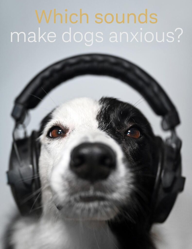 Dogs' Hearing is sensitive. Sounds from devices like a vacuum cleaner or a hairdryer produce high-pitched noises that can feel intense to dogs. Fireworks and thunderstorms are especially challenging.