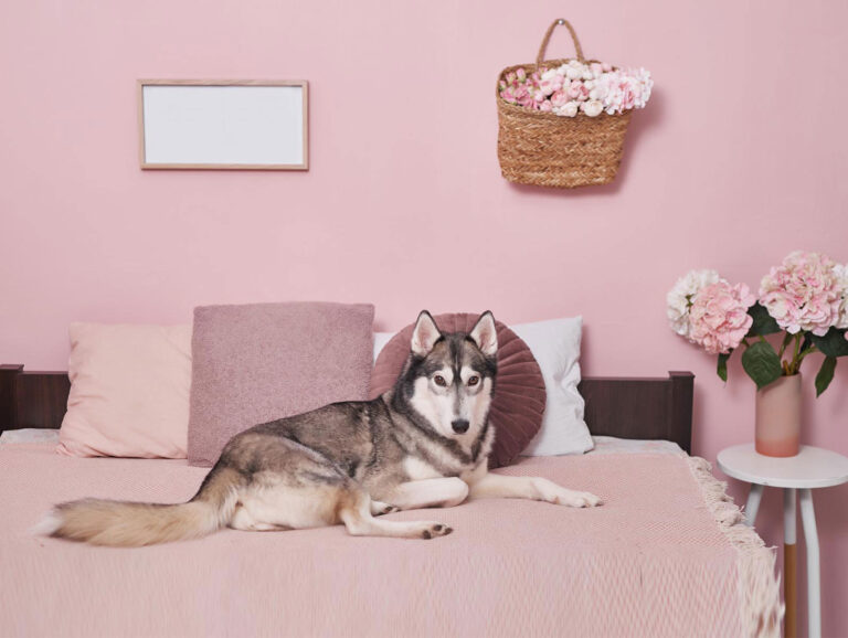 Zalety wewnętrznego domku dla psa